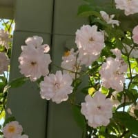 通りすがりに見た花々と庭に咲いた花たち
