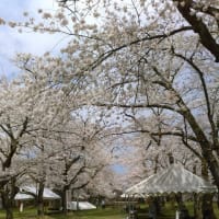 楯山公園開花状況　2016.04.21