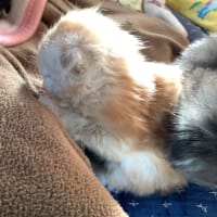 子猫ちゃん♪♪