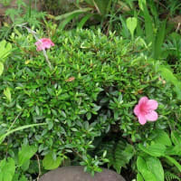 今年の「さつきの花付き」バラバラ。
