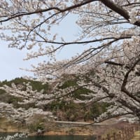 2025お花見