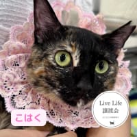7/5リブライフ譲渡会ありがとうございました！