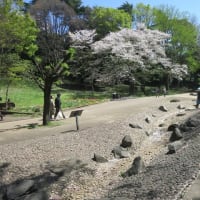 花見散歩～横浜三ツ公園