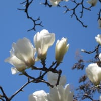 忘れ去られた白木蓮