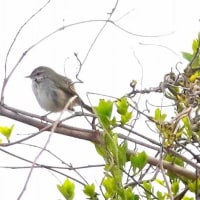 06/27探鳥記録写真：２０２５年4月に出会った鳥たち①