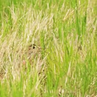 タマシギ　どこにいるか分からない！