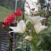 我が家の百合の花達