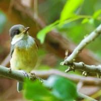 ヤマガラの幼鳥を発見＾＾！