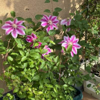 バラの開花状況・咲き始め　25.5.7　