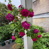 花が咲く時　③ 〜光ある庭で〜