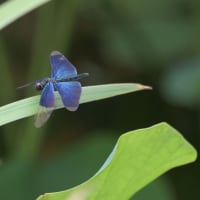 白鳥庭園の睡蓮・蓮の花-2