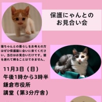 保護猫とのお見合い会のお知らせ　  ２０１９年１１月３日（日)　鎌倉市
