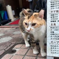 飲食店応援 一の井さん / アイドル猫みーちゃん