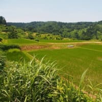 新潟県・上越市の「朴ノ木の棚田」