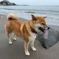 クローバーを見ると四つ葉をついつい探してしまう