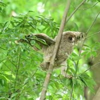 林の中でよく動くよ、フクロウの幼鳥。