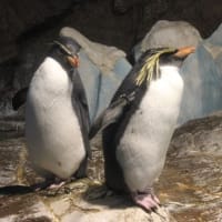 イワトビペンギンの冠羽を観察