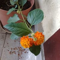家の花たち・・・アルストロメリアやグラジオラスが咲いてきました～～！！