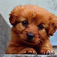 動物愛護団体等に遺贈する場合の留意点