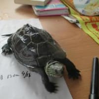 底面濾過にして水がきれいになりました
