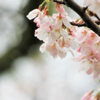 花房の雫、桜の春