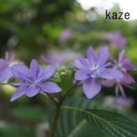 夏越の大祓