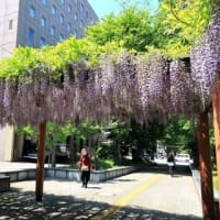 間にあったふじの花
