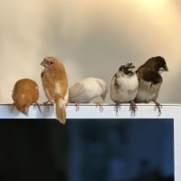 ジュウシマツたちの健康管理