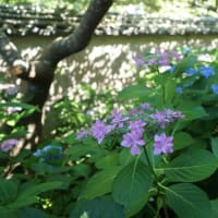 志摩市「大慈寺のあじさい」を見てきました～(^^) 2025
