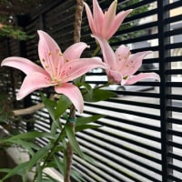 我が家の百合の花達
