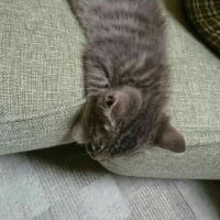 ワタシは