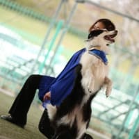 あたし　忘れられてる！2025.3.16 ドッグダンスコンペ