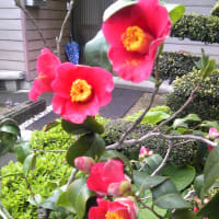 盆栽、椿の花