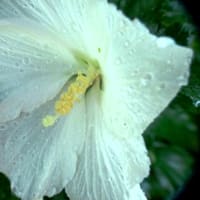 開花が早い