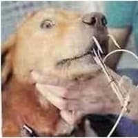 フカヒレ漁の餌になる犬猫 みゆきな日々 フカヒレ漁の餌になる犬猫 みゆきな日々