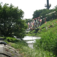 川面に映る鯉のぼりの群集
