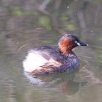 大泉緑地の野鳥（２０２５年３月１日）