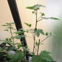 わたの花