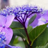 紫陽花