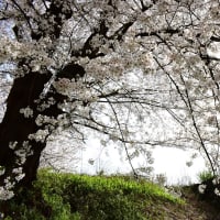 城内に咲く満開の桜の風景。