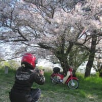 今年の桜とバイクはカブ菌連れで♪