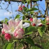 りんごの花