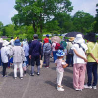 都市農業センターでブルーベリー収穫