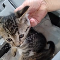 こまちゃん保育園−子猫10匹