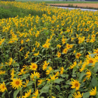 ６月のひまわり