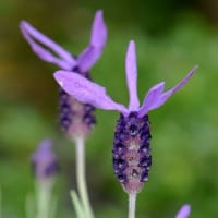 鉢植えの「フレンチラベンダー」
