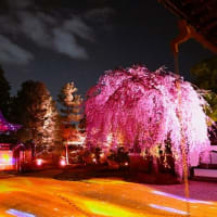 高台寺ライトアップ　①　～「ねねの夢想桜」