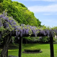 春には公園の藤は咲いたが、goo blogが廃業　