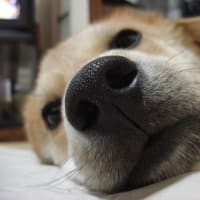 チャオありがとう
