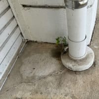 オサンポ walk - 植物plant : スキマ草 Sukima-soh---パイプの裏 the backside of pipe